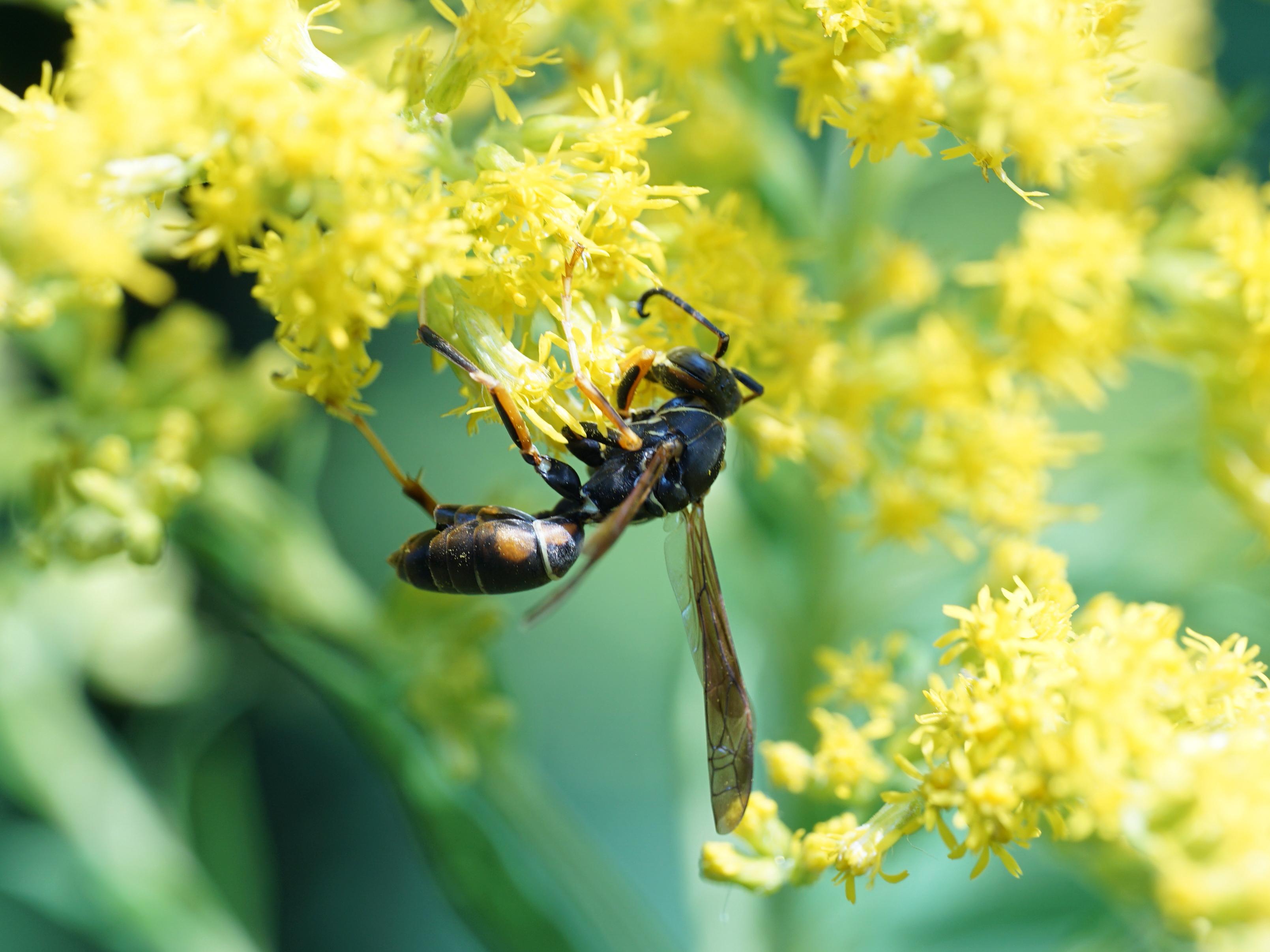 A paper wasp on a flower.